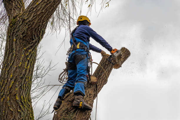 Best Emergency Storm Tree Removal  in Hudson, MI